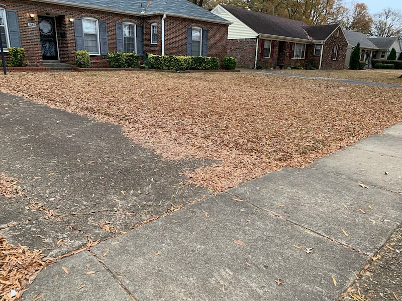 Another leaf removal in memphis tn